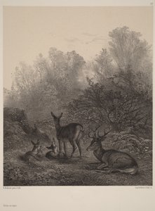 Łanie w spoczynku autorstwa Karl Bodmer
