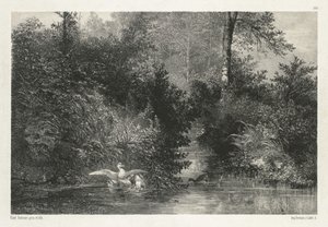 Kanardy (kaczki) autorstwa Karl Bodmer