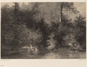 Kaczki. autorstwa Karl Bodmer