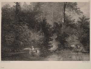 Kaczki autorstwa Karl Bodmer