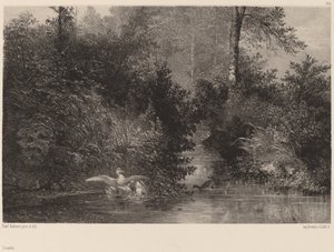 Kaczki, 18611866. autorstwa Karl Bodmer