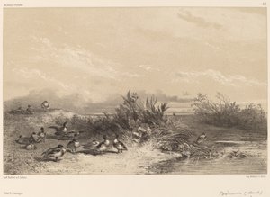 Dzikie kaczki. autorstwa Karl Bodmer
