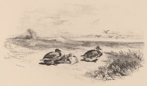 Dzikie kaczki. autorstwa Karl Bodmer