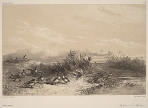 Dzikie kaczki autorstwa Karl Bodmer