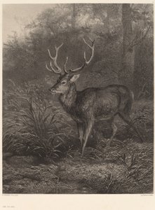 Cerf Dix-Cors. autorstwa Karl Bodmer