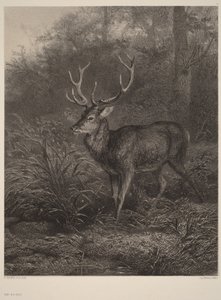 Jeleń dziesięciorogi autorstwa Karl Bodmer