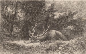 Jeleń a la Repose. autorstwa Karl Bodmer