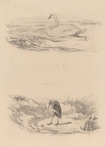 Łabędź, czapla. autorstwa Karl Bodmer