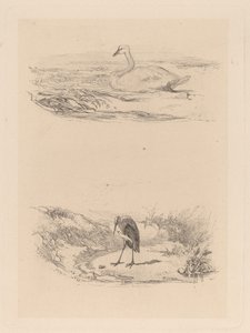 łabędź, czapla autorstwa Karl Bodmer
