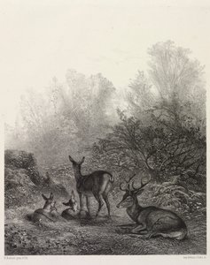 Jeleń w spoczynku autorstwa Karl Bodmer