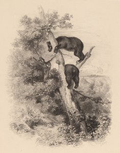 Dwa niedźwiedzie. autorstwa Karl Bodmer