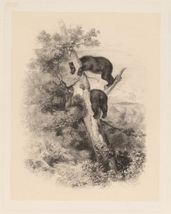 Dwa Niedźwiedzie autorstwa Karl Bodmer