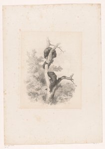 Trzy niedźwiedzie na drzewie Krajobrazy ze zwierzętami (tytuł serii) autorstwa Karl Bodmer