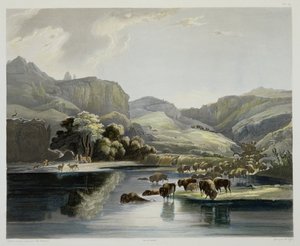 Herds of Bison and Elk on the Upper Missouri, tablica 47 z tomu 2 „Podróże we wnętrzu Ameryki Północnej”, sztychowana przez Carla Vogla (1816-51) 1844 (akwatinta)