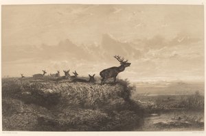 Poranek. Jeleń i Łapy. autorstwa Karl Bodmer
