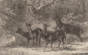 Stado. autorstwa Karl Bodmer