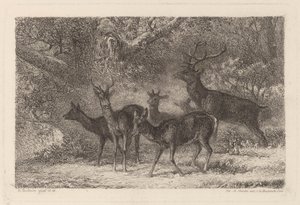 stado autorstwa Karl Bodmer