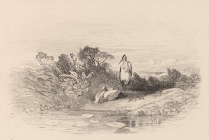 Dwie czaple. autorstwa Karl Bodmer