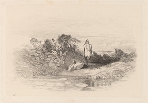 Dwie czaple autorstwa Karl Bodmer