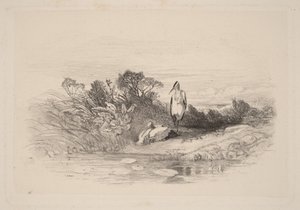Dwie czaple autorstwa Karl Bodmer
