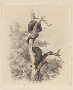 Les Ours (Niedźwiedzie) autorstwa Karl Bodmer