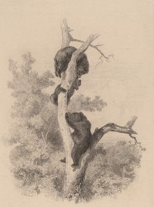 Niedźwiedzie. autorstwa Karl Bodmer