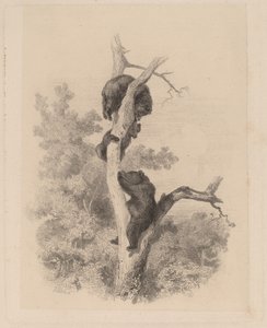 Niedźwiedzie autorstwa Karl Bodmer