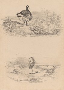 Oj, Czapla. autorstwa Karl Bodmer