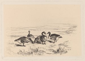 gęsi pąkle autorstwa Karl Bodmer