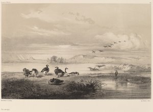 Dzikie gęsi. autorstwa Karl Bodmer