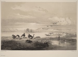 Dzikie gęsi autorstwa Karl Bodmer