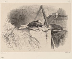 Gołąb. autorstwa Karl Bodmer