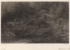 Lis grasuje. autorstwa Karl Bodmer