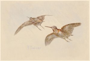 Słonki w locie autorstwa Karl Bodmer
