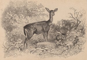 Łania. autorstwa Karl Bodmer