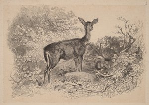 Łania autorstwa Karl Bodmer
