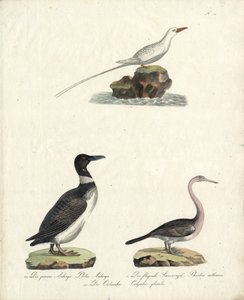  autorstwa Karl Joseph Brodtmann