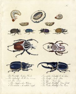  autorstwa Karl Joseph Brodtmann