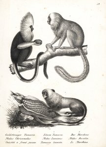 Marmozeta białogłowa, Callithrix flaviceps (zagrożony) 1 i tamaryna złocista, Leontopithecus rosalia (zagrożony) 2,3. Litografia Karla Josepha Brodtmanna z Ilustrowanej historii naturalnej ludzi i zwierząt Heinricha Rudolfa Schinza autorstwa Karl Joseph Brodtmann