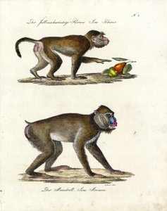  autorstwa Karl Joseph Brodtmann