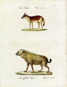 Szakal i hiena cętkowana (druk) autorstwa Karl Joseph Brodtmann