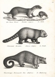 Najmniejsza łasica, Mustela nivalis 1, panda czerwona, Ailurus fulgens 2, wrażliwa i niedźwiedź, Arctictis binturong 3, wrażliwa. Litografia Karla Josepha Brodtmanna z Ilustrowanej historii naturalnej ludzi i zwierząt Heinricha Rudolfa Schinza autorstwa Karl Joseph Brodtmann