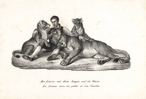 Lwica i młode z treserką, Panthera Leo. Litografia Karla Josepha Brodtmanna z Ilustrowanej historii naturalnej ludzi i zwierząt Heinricha Rudolfa Schinza autorstwa Karl Joseph Brodtmann