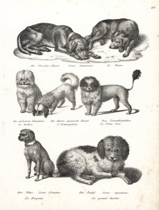 Lurcher lub matin dog, Canis laniarius, Bichon, pies hiszpański, Chow Chow, mops, Canis fricator i pudel lub pies myśliwski wodny, Canis aquaticus. Litografia Karla Josepha Brodtmanna z Ilustrowanej historii naturalnej ludzi i zwierząt Heinricha Rudolfa Sc autorstwa Karl Joseph Brodtmann