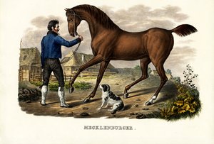 Koń meklemburski, 1824 autorstwa Karl Joseph Brodtmann