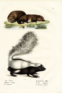 Skunks wieprzowy Moliny, 1824 r. autorstwa Karl Joseph Brodtmann