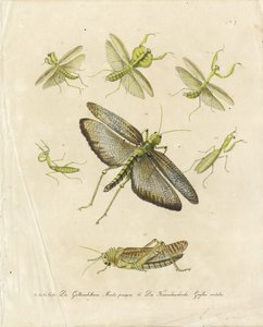 Modliszki i koniki polne (druk) autorstwa Karl Joseph Brodtmann