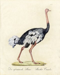Struś afrykański (druk) autorstwa Karl Joseph Brodtmann