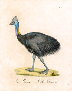  autorstwa Karl Joseph Brodtmann