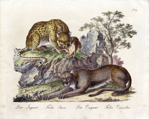 Jaguar i puma (druk) autorstwa Karl Joseph Brodtmann